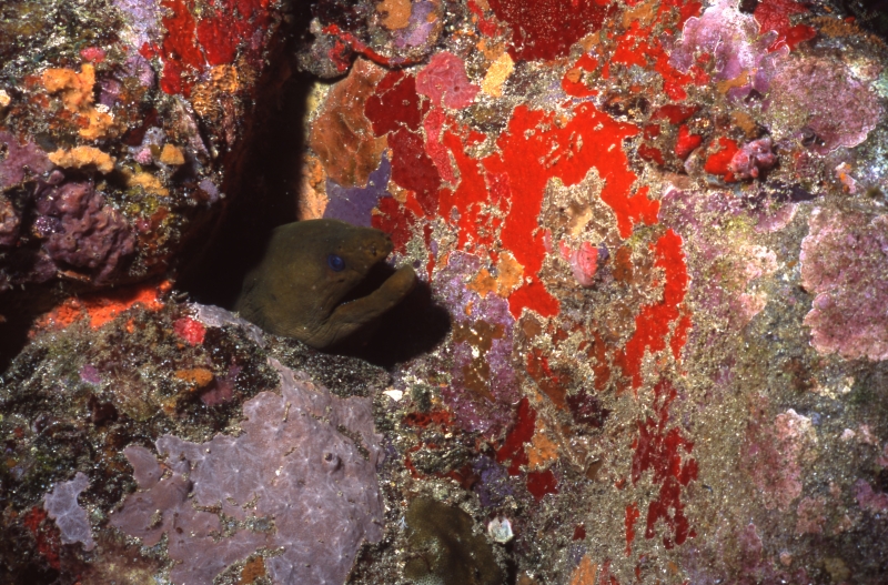 Green moray eel in burrow-Grenada