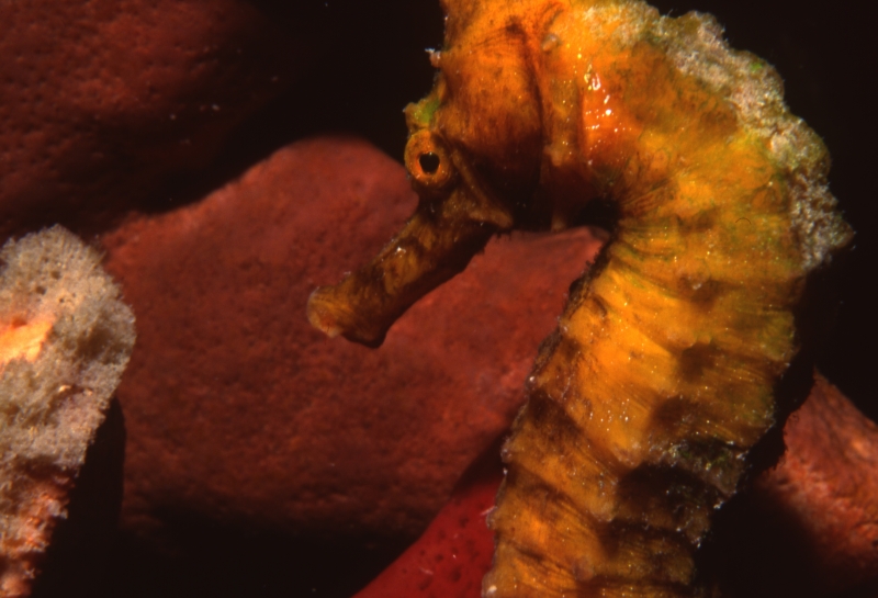 Longsnout seahorse & Finger sponge-Carriacou