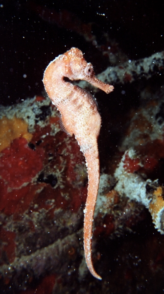 Longsnout seahorse uncurled-St. Croix