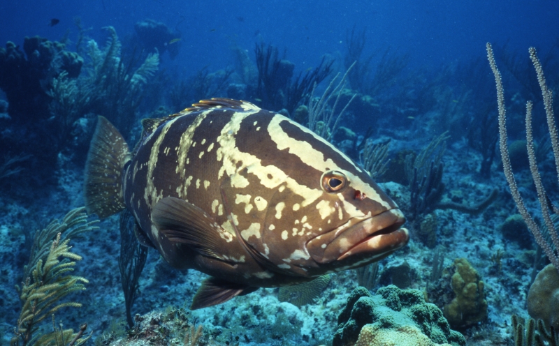 Nassau grouper-Little Cayman Island