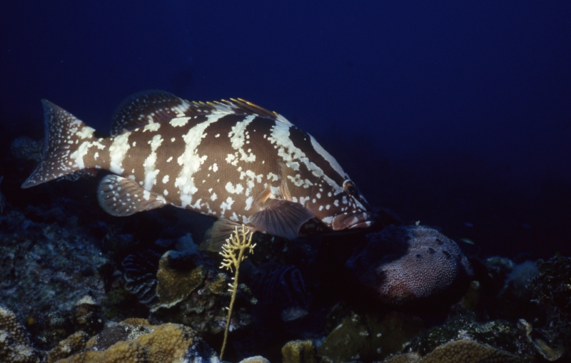 Nassau grouper-Little Cayman