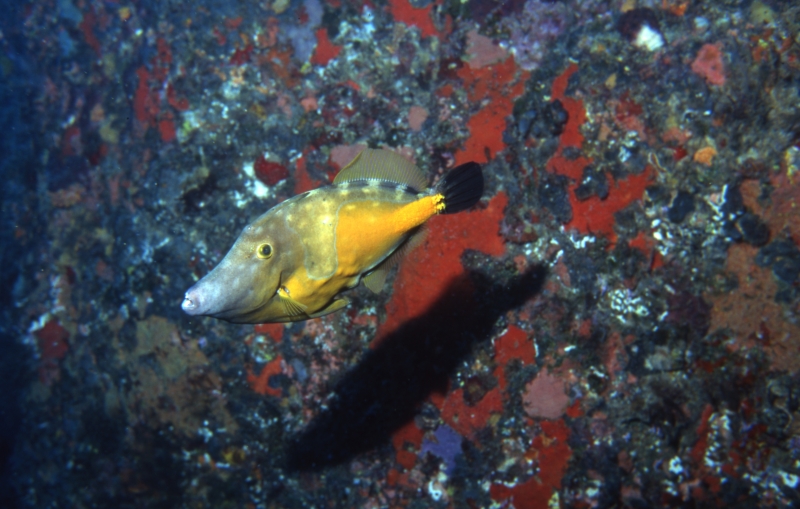 Orange filefish-Saba