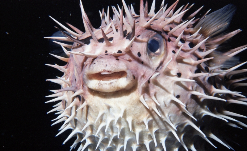 Porcupinefish inflated-Bonaire, Netherland Antilles