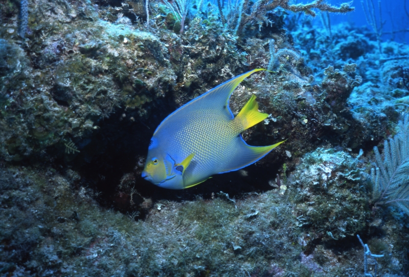 Queen angelfish-Exumas, Bahamas