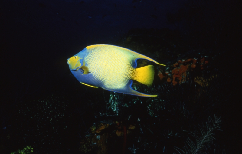 Queen angelfish-Grand Cayman Island