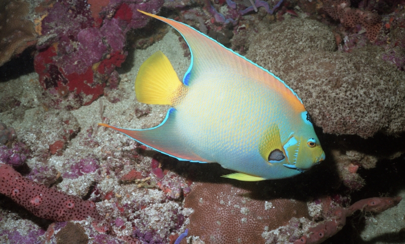 Queen angelfish-Tobago