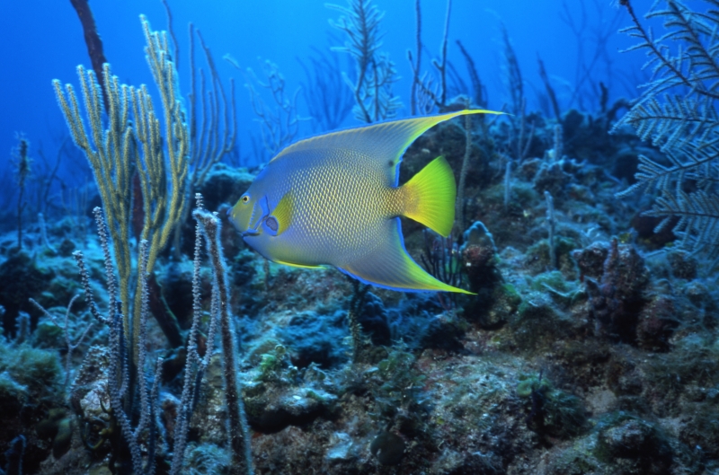 Queen angelfish over reef-Exumas