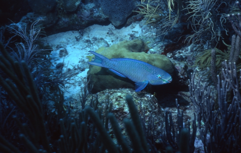 Queen parrotfish, supermale phase-Aruba