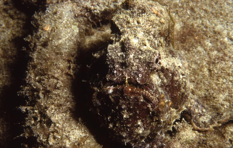 Scorpionfish-St. Croix