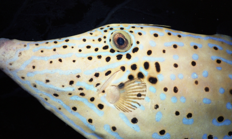 Scrawled filefish-Saba, Netherland Antilles