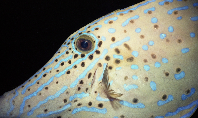 Scrawled filefish-Saba