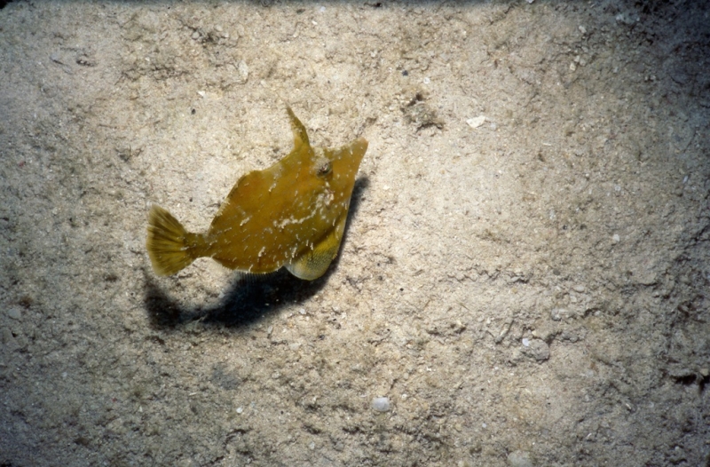 Slender filefish-Barbados