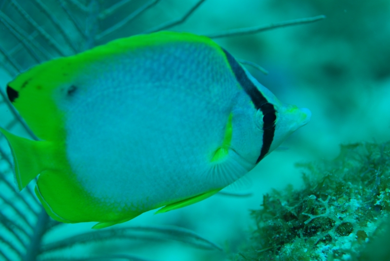 Spotfin butterflyfish (dig)-Belize