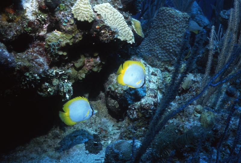 Spotfin butterflyfishes-Exumas, Bahamas