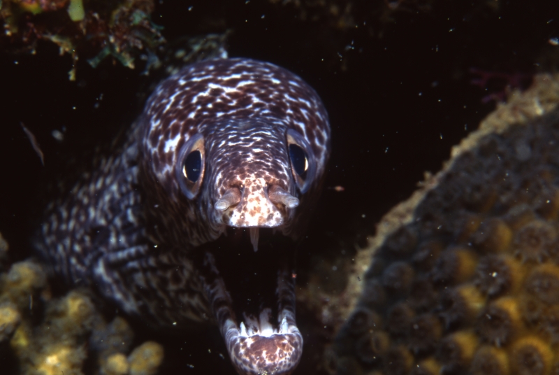 Spotted moray eel-Grenada