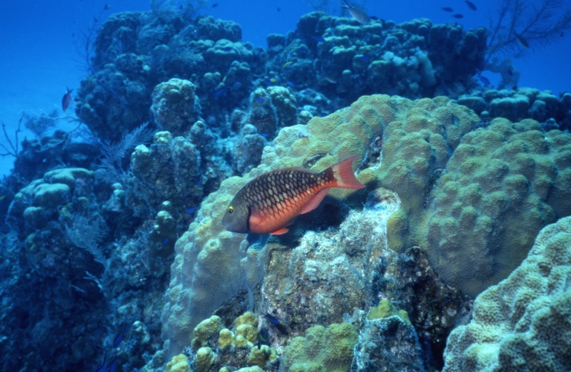 Stoplight parrotfish-Little Cayman