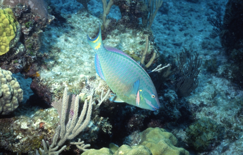 Stoplight parrotfish, terminal male phase-New Providence Island