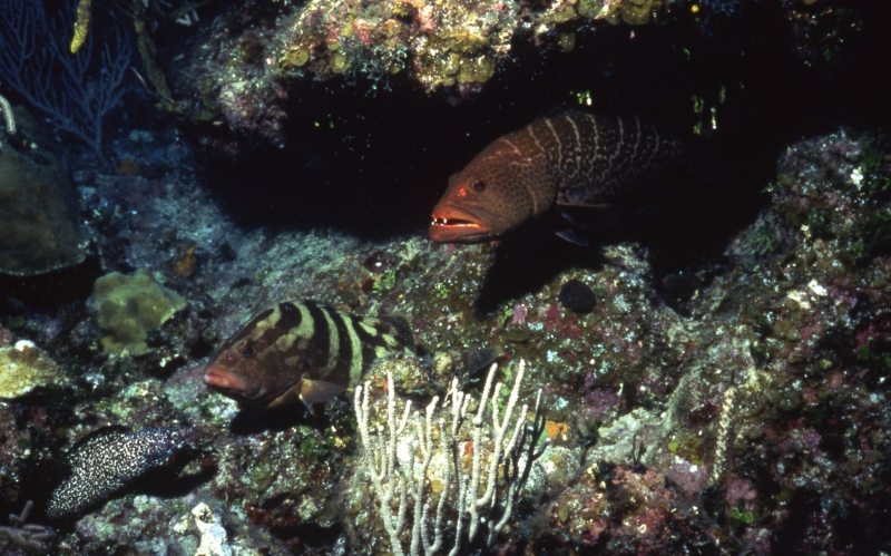 Tiger & Nassau groupers, & Spotted moray eel-Little Cayman Island