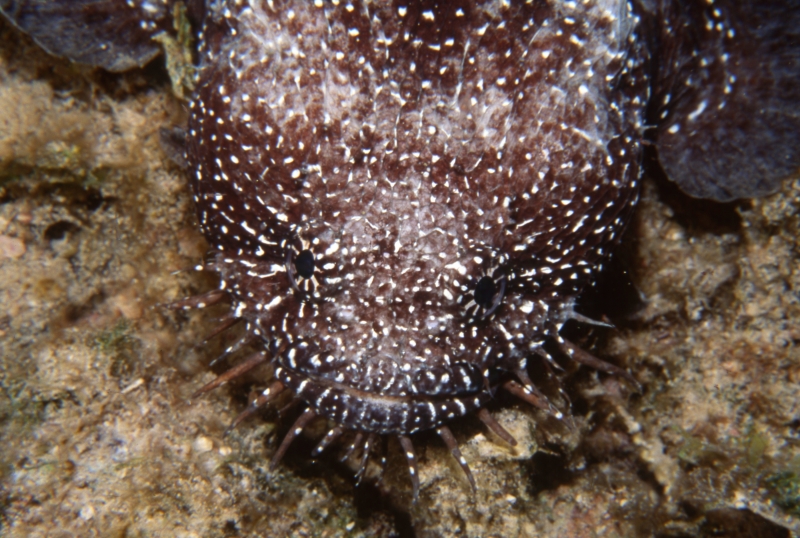 Toadfish-Belize
