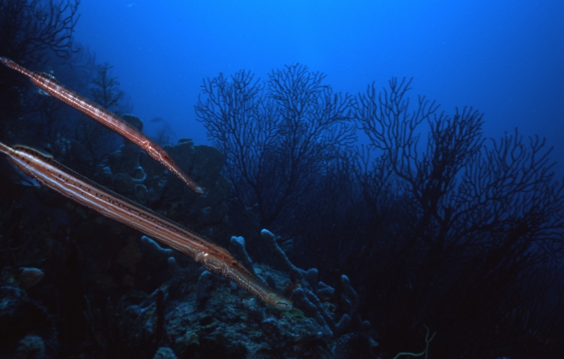 Trumpetfish & Deepwater lace fan-Carriacou