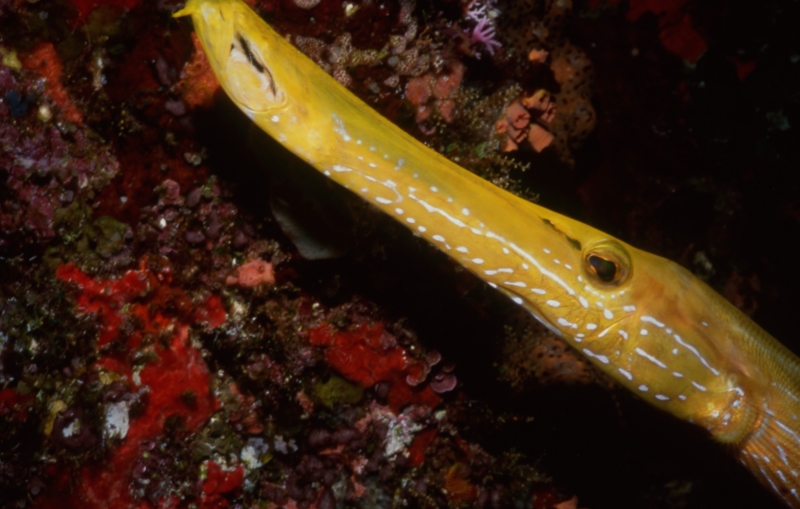 Trumpetfish-Saba