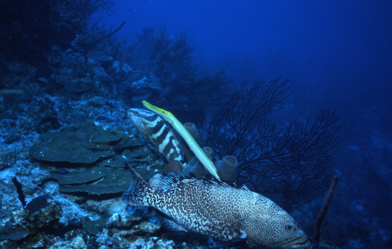 Trumpetfish, Tiger & Nassau groupers-Provo