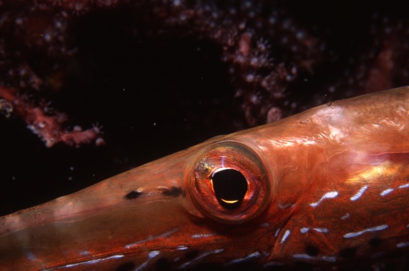 Trumpetfish eye-Bequia