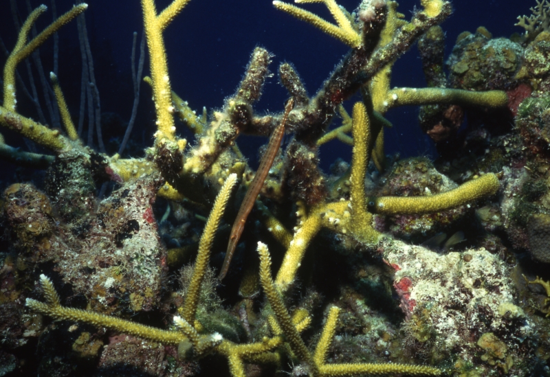 Trumpetfish in staghorn coral-Belize