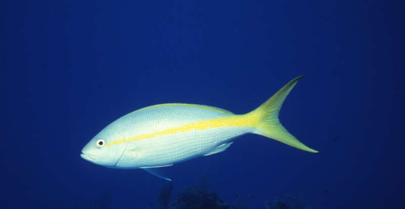 Yellowtail snapper-Grand Cayman Island