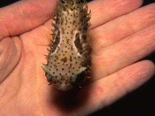 Baby Bridled burrfish in my hand-St. Kitts