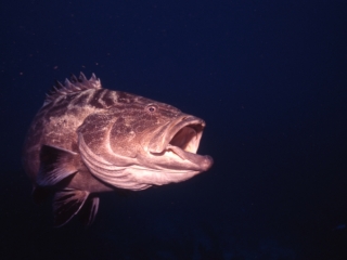 Black grouper with mouth open-Belize