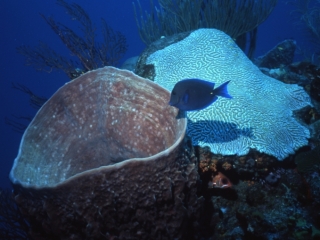 Blue tang by Barrel sponge and Brain coral-Saba