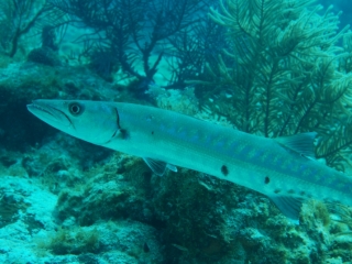 Great barracuda and gorgonians (dig)-Belize