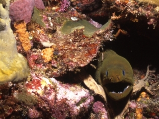 Green moray eel-Grenada