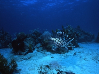 Lionfish-Nassau, New Providence Island