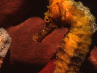 Longsnout seahorse & Finger sponge-Carriacou