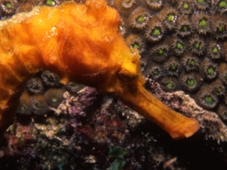 Longsnout seahorse by Boulder coral-Carriacou