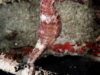 Longsnout seahorse hanging onto iron bar-St. Croix