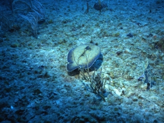 Peacock flounder-British Virgin Islands