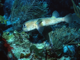 Porcupinefish-British Virgin Islands