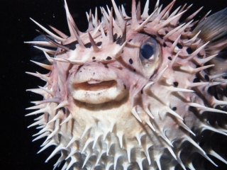 Porcupinefish inflated-Bonaire, Netherland Antilles