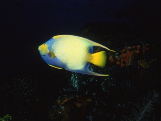 Queen angelfish-Grand Cayman Island