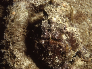 Scorpionfish-St. Croix