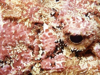 Scorpionfish eye-Bequia