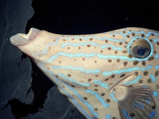 Scrawled filefish & Sea fan-Saba