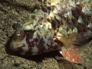 Sleeping Parrotfish-St. Croix