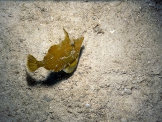 Slender filefish-Barbados