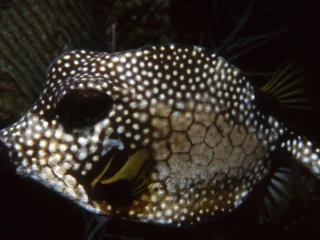 Smooth trunkfish-Saba