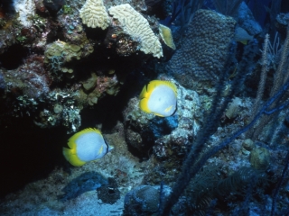 Spotfin butterflyfishes-Exumas, Bahamas