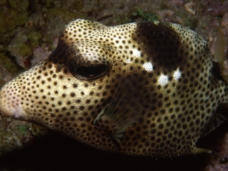 Spotted trunkfish-St. Kitts